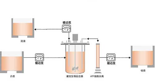 PreFluid蠕动泵在细胞灌流培养工艺中的应用